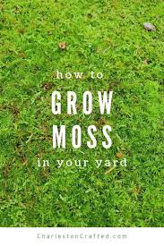 Great idea to beautify your front yard, colorful moss rose garden for summer. How To Grow Moss In Your Yard