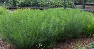 Image result for Vernonia ituriensis