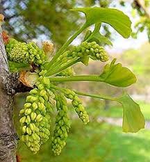 Absorption and excretion of ginkgo biloba in rats and mice (moreau et al., 1986; Pollen Photo Cor Kwant Ginkgo Baum