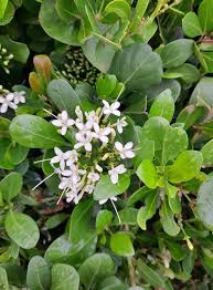 Image result for Pavetta revoluta