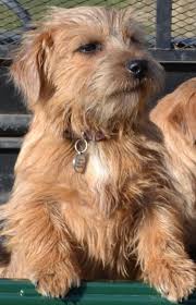 The norwich terrier is one of the smaller terriers, but he'll never behave. Norfolk Terrier Vs Border Terrier Breed Comparison