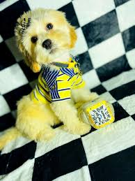 I have one female pup left from a litter of 5. Goldenboy Maltipoo Male Pup For Sale At Houston Texas Vip Puppies