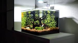 Betta fish are not a particularly large species, but all aquarium fish need space to swim. New Betta Fish Tank Setup Red Dragon Halfmoon Plakat Full Mask Youtube