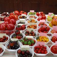 Damit tomaten ausgiebig wachsen und gedeihen, müssen sie an einem perfekten standort platziert werden. Bluten Fruchte Und Samen Von Tomaten Informationen