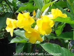 Not only will it add a little something extra in the yellow department, it also attracts butterflies. Bush Allamanda