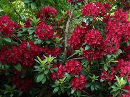 Southgate brandi rhododendron is a moderate growing shrub that can be grown in usda plant hardiness zones 6a through 9b. Top 15 Evergreen Bushes For Vibrant Color All Year Long