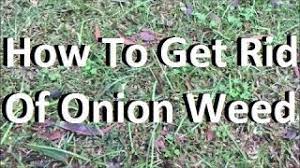 Onion Weed Control How To Get Rid Of Onion Weed Onion Weed Control Get Rid Of Onion Weed Youtube