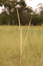 Image result for Trachypogon chevalieri