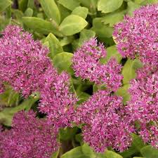Expect similar proportions to the thanks for reading our sedum growing guide. Neon Sedum Stonecrop American Meadows