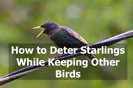 It's not to get your attention: How To Deter Starlings While Keeping Other Birds Starling Backyard Birds Feeders Birds