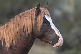 Its a rare and unique feature, that can be seen not so often. Liver Chestnut With Flaxen Photograph By Paul Martin