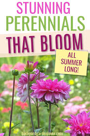As a tropical plant, lantana camara. 27 Stunning Perennials That Bloom All Summer