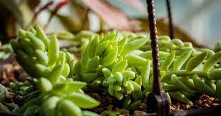 Low water needs winter hardiness. 24 Trailing Succulents Perfect For Planting In Hanging Baskets