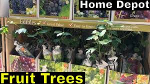 Sie möchten günstig aktien handeln? Fruits And Fruit Trees At Home Depot Youtube