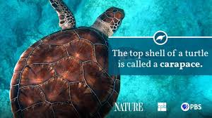 Every turtle has claws on each of its flippers and two pairs of scales between its eyes. Sea Turtle Fact Sheet Blog Nature Pbs