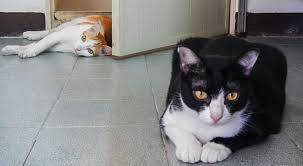 Cara merawat kucing kampung sebenarnya cukup mudah asalkan paham konsep perawatan jenis kucing. Akibat Virus Selesema Kucing Lebih 20 Ekor Kucing Hilang Nyawa Di Thailand Remaja