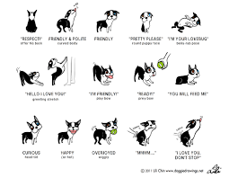 Indian country communications, inc., rt. Body Language Your Dog Has A Lot To Say Joyful Dog