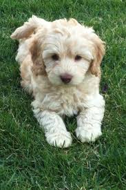 Please keep in mind that these sizes are an average, and sometimes a puppy will fall outside the expected height and weight. Australian Labradoodle Puppy Puppy Patch Labradoodles Labradoodle Puppy Australian Labradoodle Puppies Cute Baby Animals