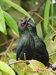 Asian Glossy Starlings Pet Birds Beautiful Birds Starling