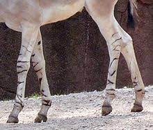 Its seed, bark, flower, and leaves are used to make medicine. Chestnut Horse Anatomy Wikipedia