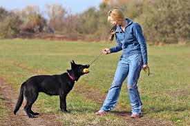 Are you training your puppy to walk on the leash? Training A German Shepherd Puppy To Walk On Leash With Manners Shepherd Sense