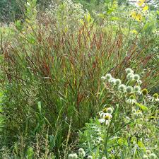 Image result for Panicum