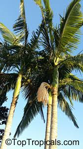 Image result for Archontophoenix alexandrae