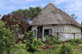 Image result for Cirsium  buchwaldii