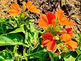 Image result for Crossandra greenstockii