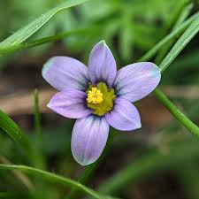 Image result for Romulea