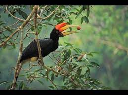 Burung rangkong (enggang) adalah burung yang terdiri dari 57 spesies yang tersebar di asia dan afrika. Fakta Tentang Burung Enggang Yang Dikeramatkan Youtube
