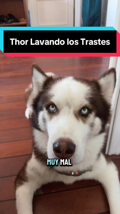Thor Lavando los Trastes: Perritos Chistosos