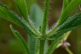 Image result for Syncolostemon bracteosus