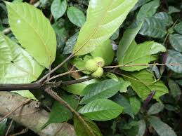 Image result for Necepsia castaneifolia