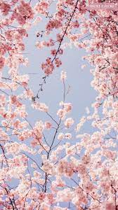 Pin By Madeline French On Wallpaper Cherry Blossom Wallpaper Flower Phone Wallpaper Iphone Background Wallpaper