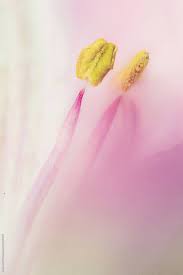 Extreme Macro Pistil Inside Pink Flower Laura Stolfi For Stocksy United Extreme Close Up Pink Flowers Pistil Flower