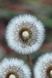 Pin By Maria Morgan On Landscapes Beautiful Flowers Flowers Dandelion