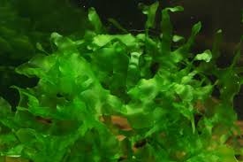 Image result for Lomariopsis