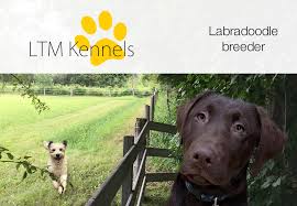 $10 off (4 months ago) $10 off tlc pet food coupons & promo codes for may 2020. Labradoodle Puppies Nutrition Information About Tlc Food And Biscuits