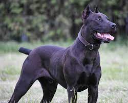 12 Canis Panther Ideas Canis Doberman Dogs