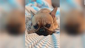 Volunteering to help bulldog rescue. A French Bulldog Survived A 6 Story Plunge From A New York Building By Landing In The Luckiest Spot Cnn