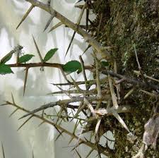 Image result for Scolopia zeyheri