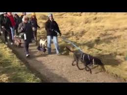 Almost Home Dog Rescue Boxing Day Pack Walk Rescue Dogs Dogs Rescue