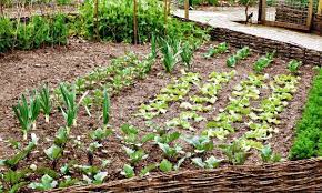 So, you've decided to plant a vegetable garden. Crop Rotation How To Do It Successfully To Have A Productive Vegetable Garden Balcony Garden Web