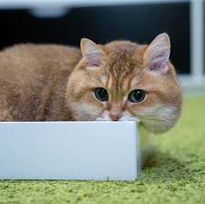 pin ot polzovatelya lisajo na doske hosico milye kotiki koshki karta