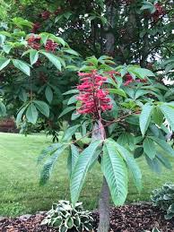 More compact in growth than other horsechestnuts. Street Trees Part 2 Aesculus Buckeye Bygl