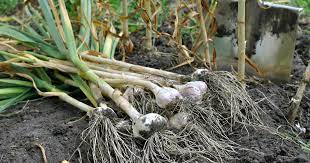 Den richtigen zeitpunkt zur knoblauchernte zu finden ist am anfang nicht so einfach. Knoblauch Ernten Darauf Sollten Sie Achten Mein Schoner Garten