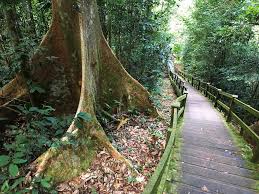 Image result for Dipterocarpaceae