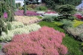 Heidegarten Tipps Zur Gestaltung Und Pflege Heidegarten Heide Pflanzen Garten Pflanzen