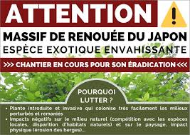 Les feuilles ne tombent en hiver. Un Site Experimental Pour Lutter Contre La Renouee Du Japon Les Bertranges